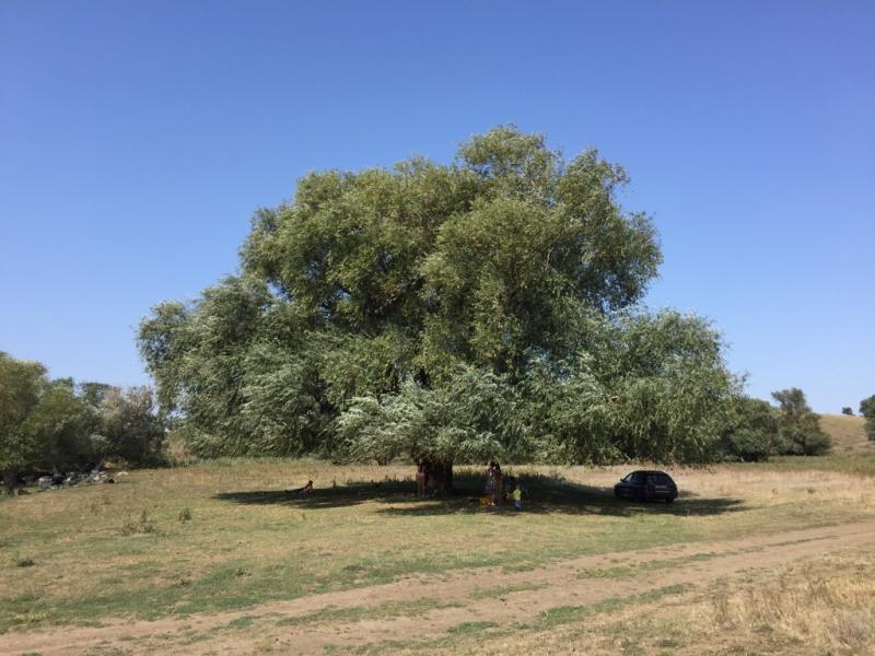 «Бабушка Ива» из Белокалитвинского района претендует на звание «Российского дерева года – 2025»