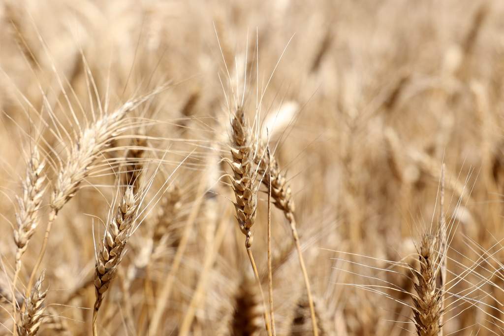 Власти Дона направят обращение в российское правительство в поддержку аграриев