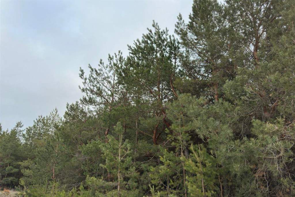 На Дону усилили защиту хвойных деревьев