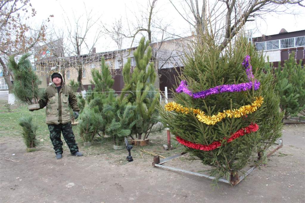 Новогодняя елка: где купить и сколько стоит