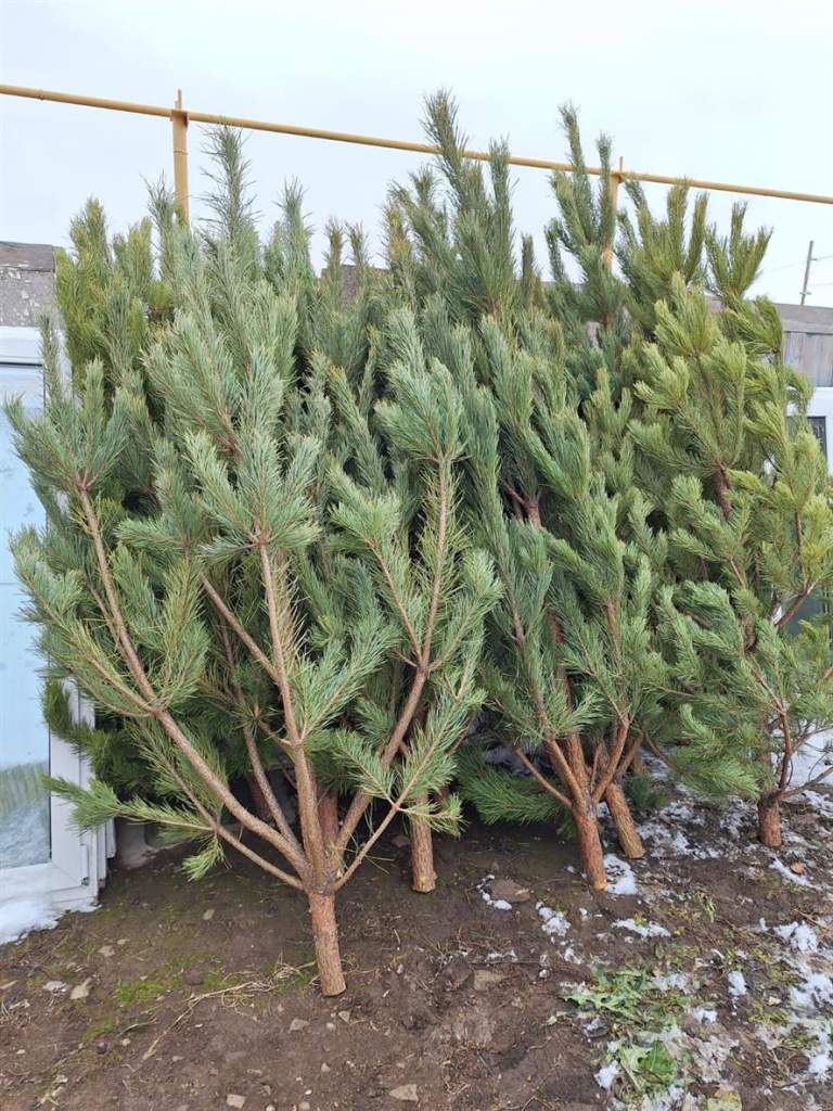 Приобретайте елку для Нового года законно