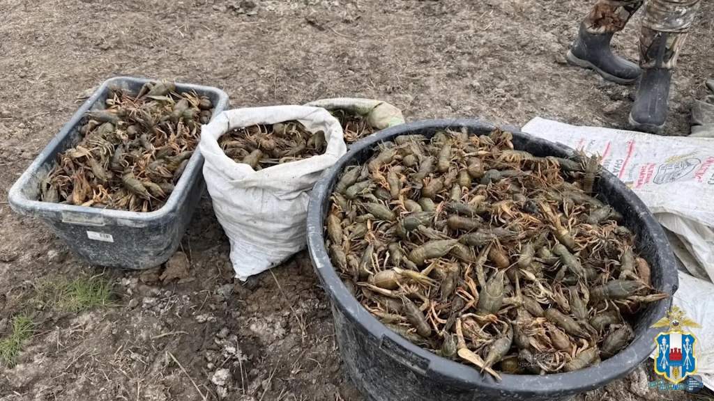 Ростовские полицейские вернули в естественную среду обитания более 2 000 раков, пойманных браконьерами