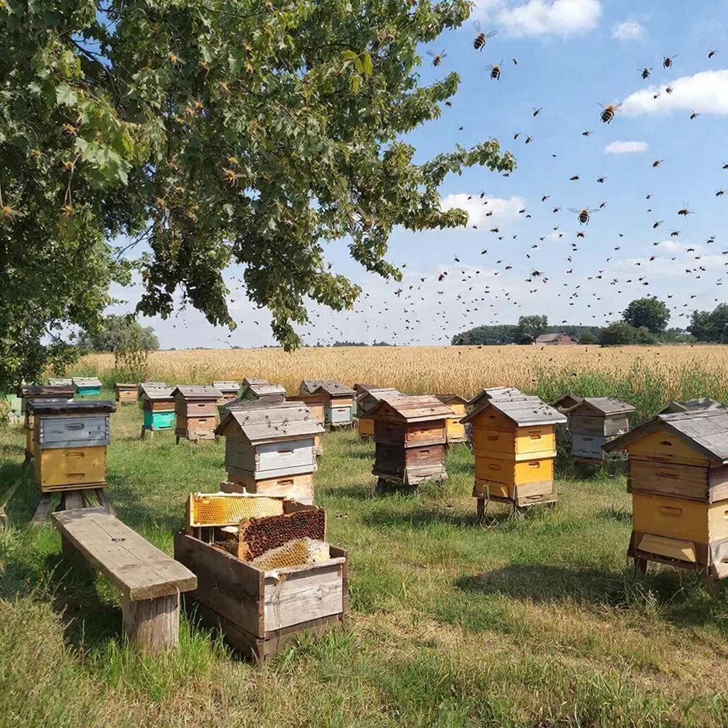 Безопасность пасек: правила информирования о пестицидных обработках