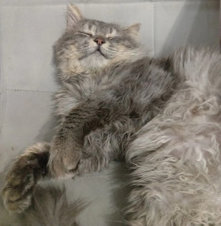 Как правильно заботиться о домашнем питомце весной