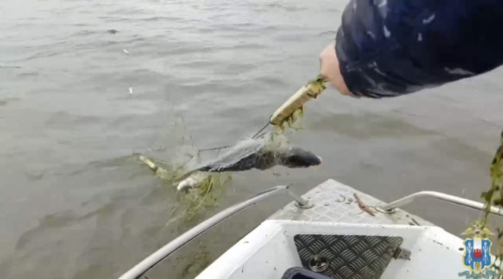 Ростовские правоохранители очистили Таганрогский залив от браконьерских ловушек и спасли сотни рыб