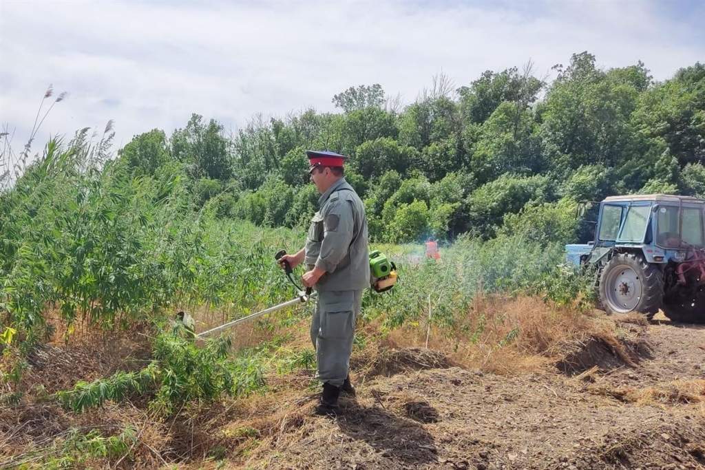 Очаги дикорастущей конопли необходимо уничтожить